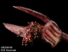 Bulbophyllum setuliferum  (6)